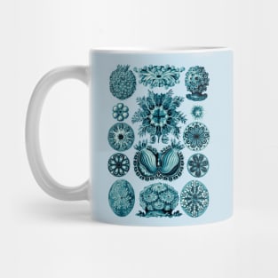 Ernst Haeckel Ascidiae Sea Squirts Teal Mug